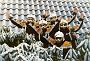 1998-12 sneeuw